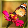 Marianna